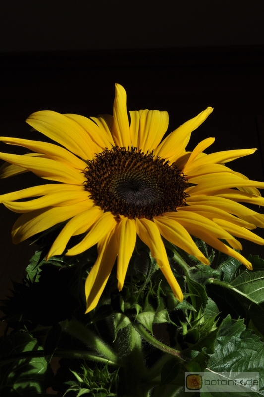 Helianthus annuus -- Sonnenblume